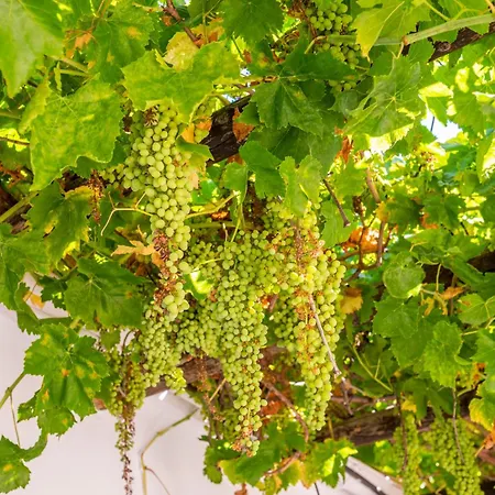 Huerta La Pimentada *